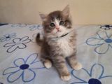 5 Kedi Hepside Erkek