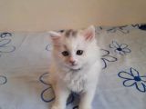 5 Kedi Hepside Erkek