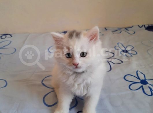 5 Kedi Hepside Erkek görsel