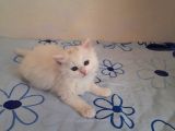 5 Kedi Hepside Erkek