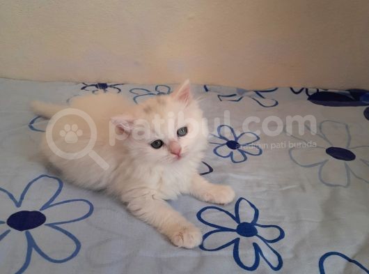 5 Kedi Hepside Erkek görsel