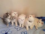 5 Kedi Hepside Erkek