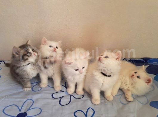 5 Kedi Hepside Erkek
