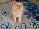 5 Kedi Hepside Erkek