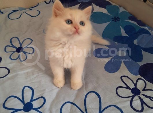 5 Kedi Hepside Erkek görsel