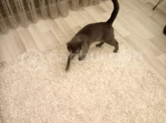 Dünya Tatlısı görsel