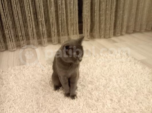 Dünya Tatlısı görsel