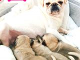 Pug Mops Kusursuz Anatomi
