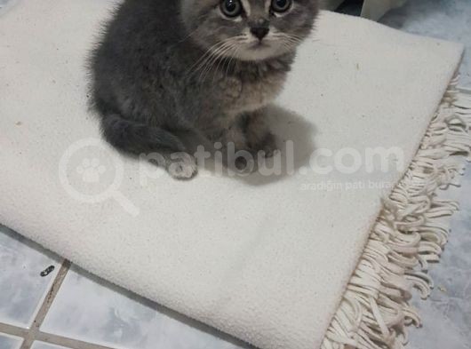 2 Aylik Di̇şi̇ Bri̇ti̇sh Shorthai̇r görsel
