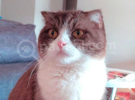 4 Yavruma Yuva Arıyorum Safkan Golden Ve Bicolor görsel