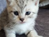 4 Yavruma Yuva Arıyorum Safkan Golden Ve Bicolor