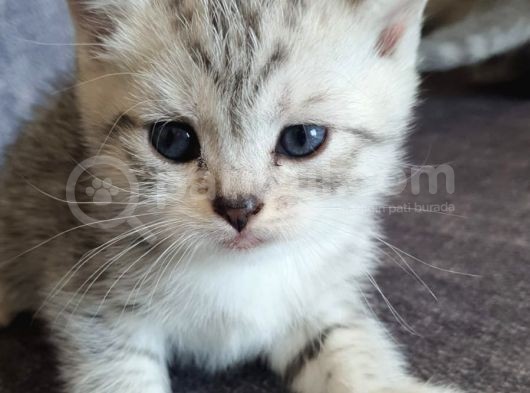 4 Yavruma Yuva Arıyorum Safkan Golden Ve Bicolor görsel