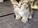 4 Yavruma Yuva Arıyorum Safkan Golden Ve Bicolor