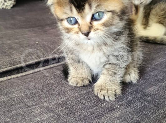 4 Yavruma Yuva Arıyorum Safkan Golden Ve Bicolor