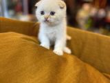 Safkan Scottish Fold Kedileri