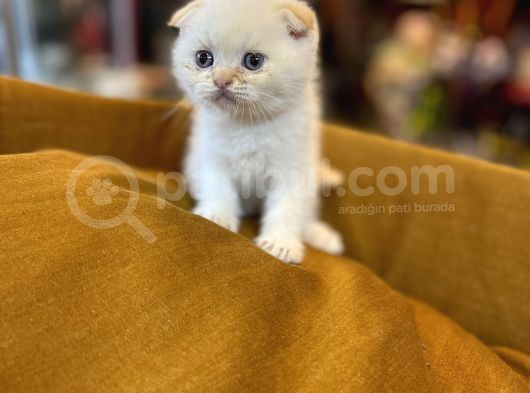 Safkan Scottish Fold Kedileri görsel