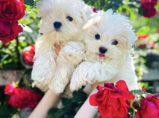 Maltese Mini Boy Yavrular