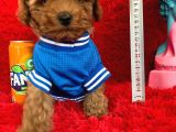 Poodle Toy Redbrown Safkan Orjinal Boyut Ve Sağlık Garantili