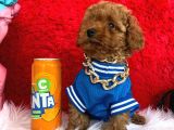 Poodle Toy Redbrown Safkan Orjinal Boyut Ve Sağlık Garantili