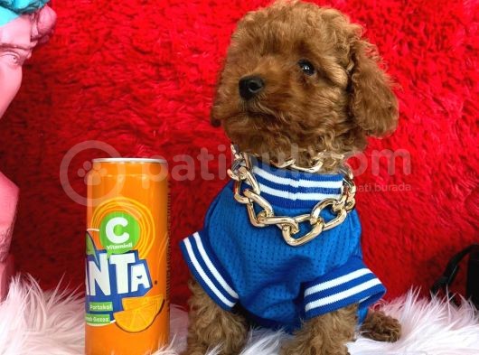 Poodle Toy Redbrown Safkan Orjinal Boyut Ve Sağlık Garantili