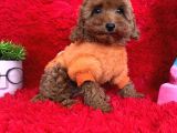 Poodle Toy Redbrown Safkan Orjinal Boyut Ve Sağlık Garantili
