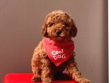 Safkan Toy Poodle Yavrular