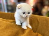 Safkan Scottish Fold Kedileri