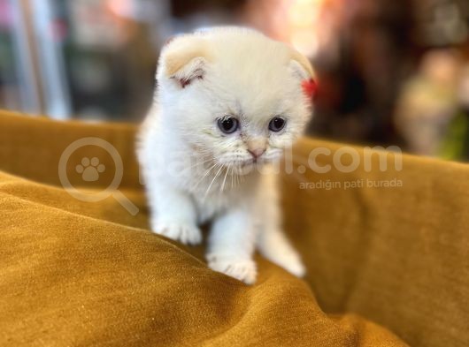 Safkan Scottish Fold Kedileri görsel