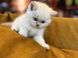 Safkan Scottish Fold Kedileri