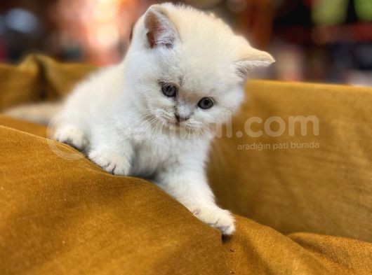 Safkan Scottish Fold Kedileri görsel