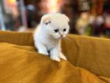 Safkan Scottish Fold Kedileri