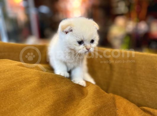 Safkan Scottish Fold Kedileri