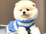 Safkan Teddy Face Pomeranian Yavrularımız