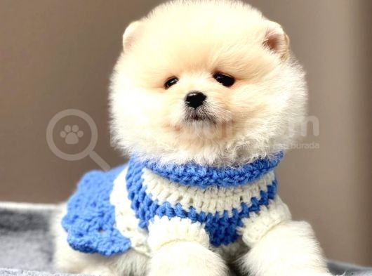 Safkan Teddy Face Pomeranian Yavrularımız görsel