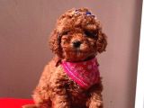 Safkan Toy Poodle Yavrular