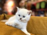 Safkan Scottish Fold Kedileri