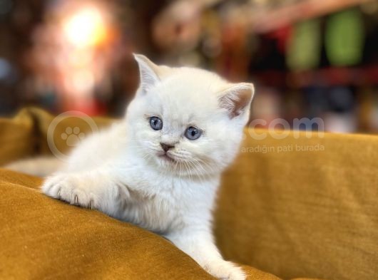 Safkan Scottish Fold Kedileri görsel