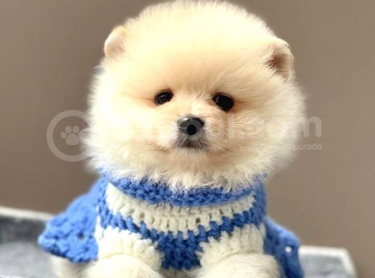 Safkan Teddy Face Pomeranian Yavrularımız görsel