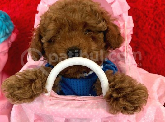 Poodle Toy Redbrown Safkan Orjinal Boyut Ve Sağlık Garantili görsel