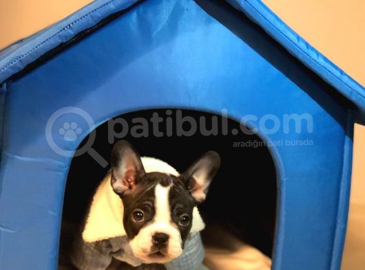 Fransız Bulldog Yavru görsel