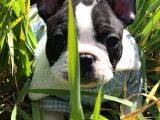 Fransız Bulldog Yavru