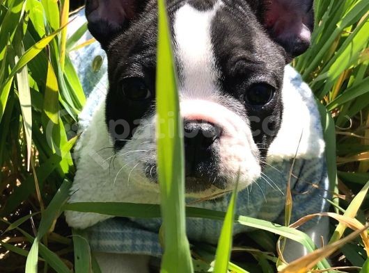 Fransız Bulldog Yavru görsel