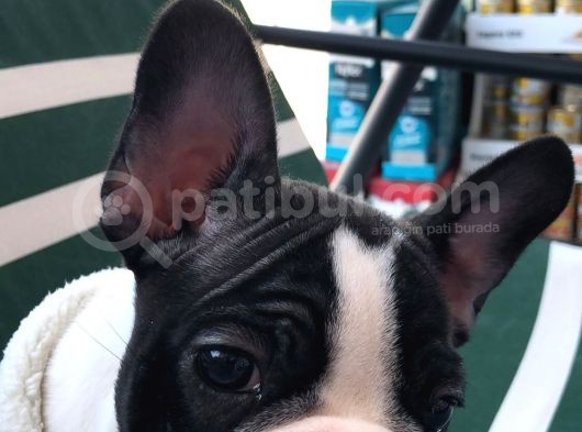 Fransız Bulldog Yavru