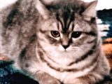 Tabby British Shorthair