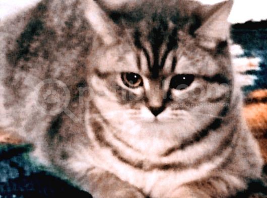 Tabby British Shorthair