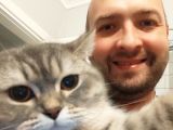 Tabby British Shorthair