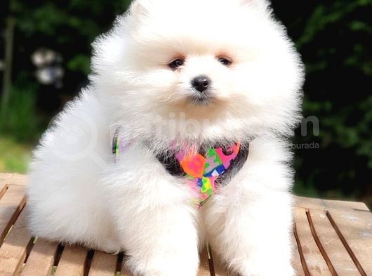 Pomeranian Boo Teddy Bear Yavrular görsel