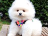 Pomeranian Boo Teddy Bear Yavrular