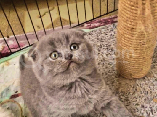 Teslime Hazır Erkek Yavru görsel