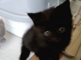 Scottish Fold Ve British Shorthair  Yavrulari